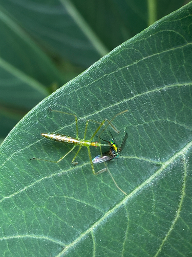 Pale Green Assassin Bug