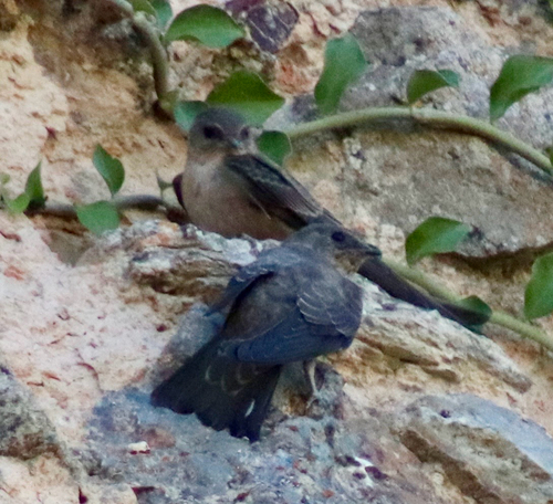 Eurasian Crag-Martin