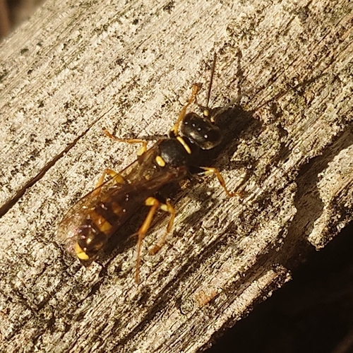Field digger wasp