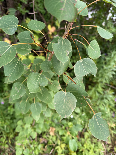 quaking aspen
