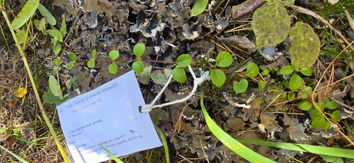 Twinflower