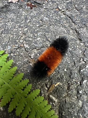 Isabella Tiger Moth