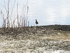 Calidris melanotos