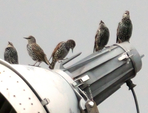 European Starling