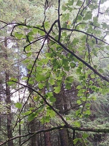 common hawthorn