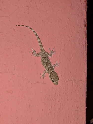 Moorish Gecko