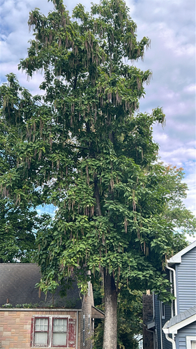 northern catalpa