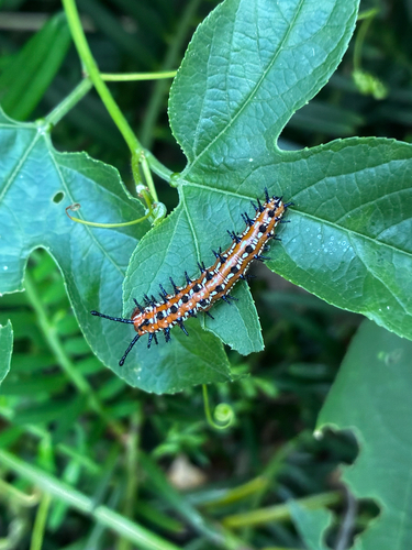 Variegated Fritillary