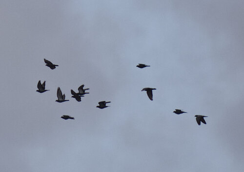 Feral Pigeon