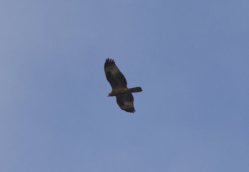 European Honey-buzzard