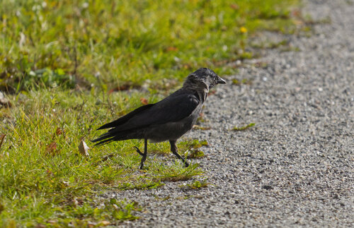 Eurasian Jackdaw