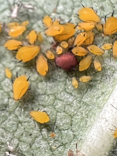 Oleander Aphid