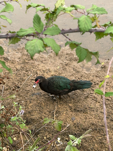 Muscovy Duck