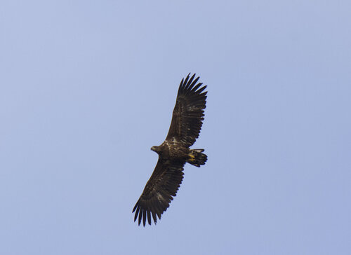 White-tailed Eagle