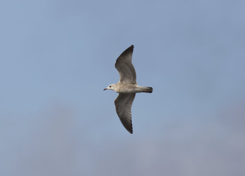 Common Gull