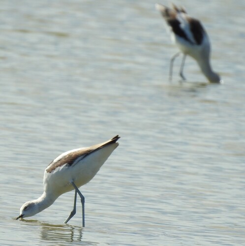 American Avocet