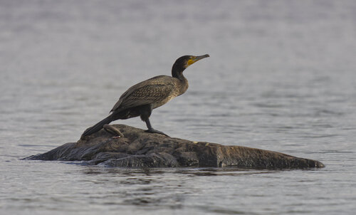 Great Cormorant