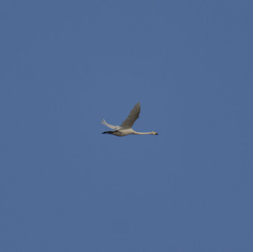 Whooper Swan