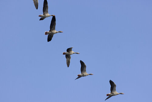 Greylag Goose