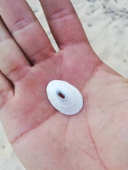 Diodora
