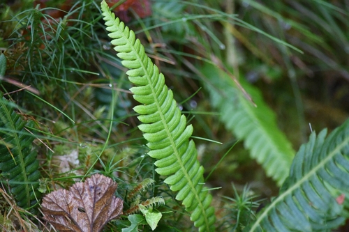 deer fern