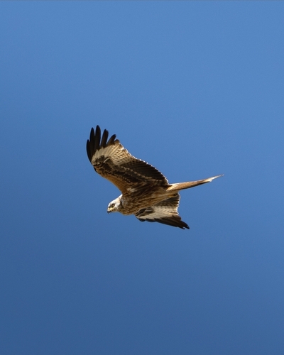 Red Kite