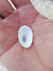 Diodora