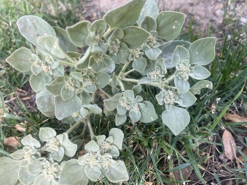 turkey mullein
