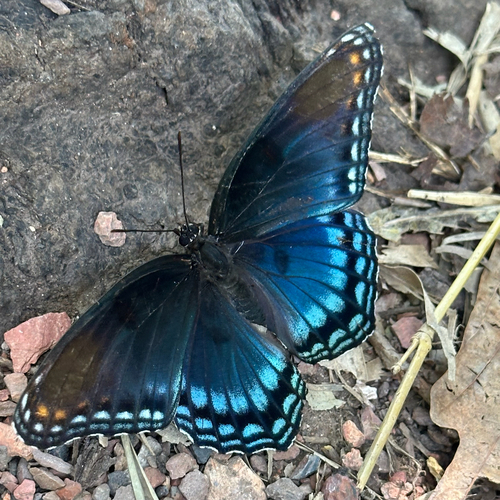 Red-spotted Admiral
