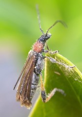 Callimoxys fuscipennis
