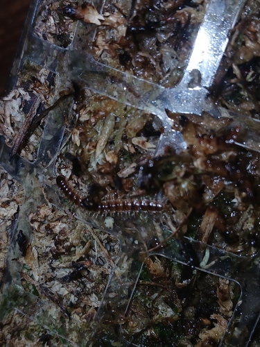 Greenhouse Millipede