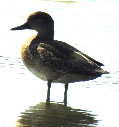 Green-winged Teal