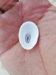 Diodora