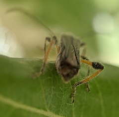 Callimoxys fuscipennis