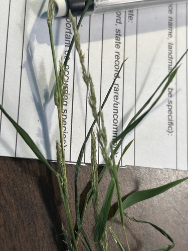 Muhlenbergia frondosa, 2026-09-21