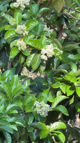 Viburnum odoratissimum observed 2026-09-22