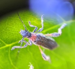 Callimoxys fuscipennis