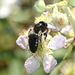 Andrena pilipes - Photo (c) David GENOUD, algunos derechos reservados (CC BY-NC-SA)