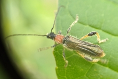 Callimoxys fuscipennis