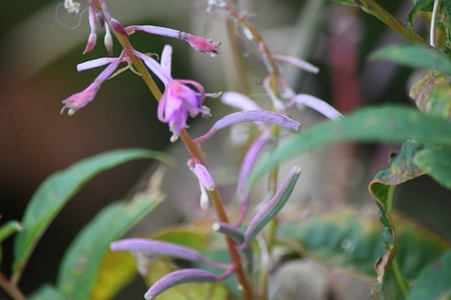 fireweed