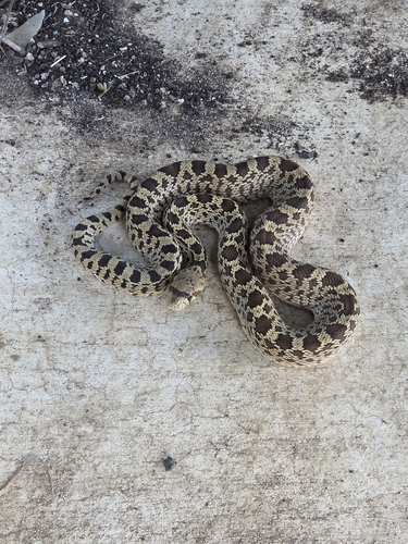 Gopher Snake