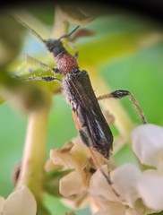 Callimoxys fuscipennis