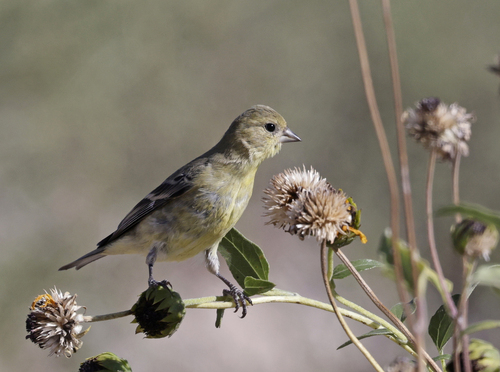 Lesser Goldfinch