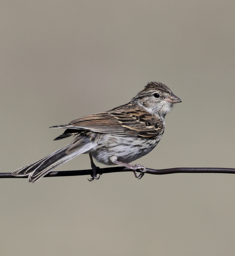 Chipping Sparrow