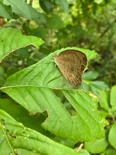 Appalachian Brown
