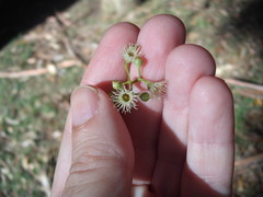 Eucalyptus youmanii