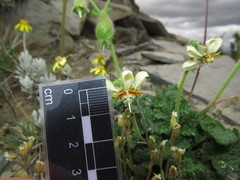 Blumenbachia prietea