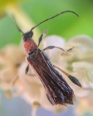Callimoxys fuscipennis