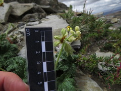 Blumenbachia prietea