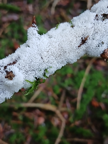 Common Coral Slime